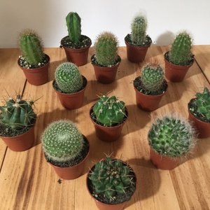 4 Assorted Cactus in 2" Pots - Live Cacti Plants
